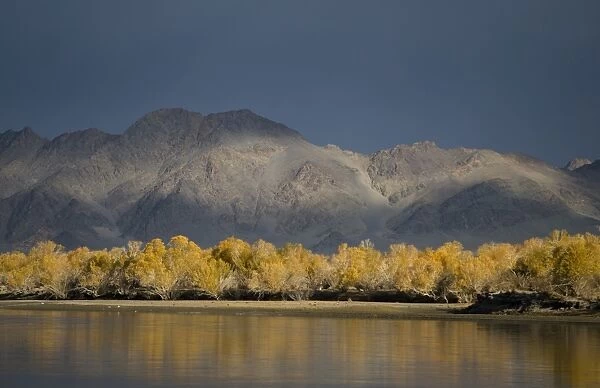 Autumn colours along banks of River Khovd near Bayan - Ulgii western Mongolia October