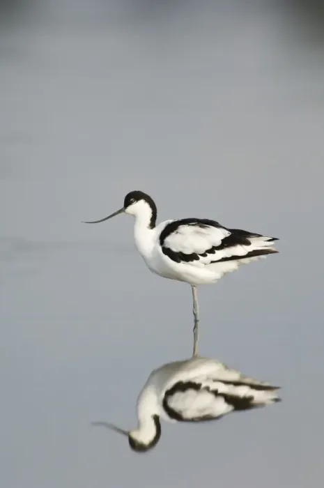 Framed Print : Avocet Avocetta recurvirostra Titchwell Norfolk summer