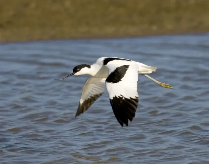Framed Print : Avocet Minsmere May Framed Print : Avocet Minsmere May