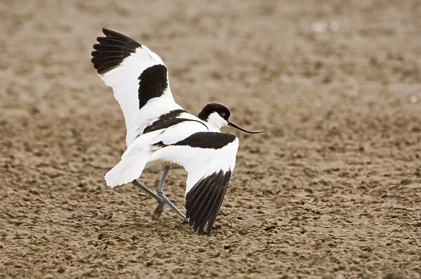 Avocet Recurvirostra avocetta in distraction display, attempting to lead intruder