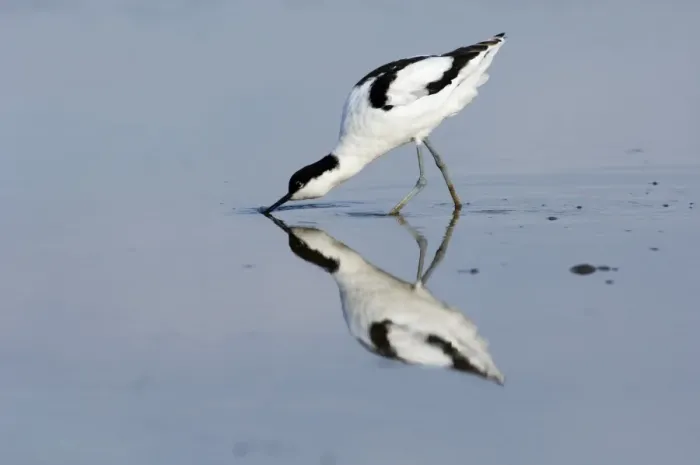 Framed Print : Avocet Recurvirostra avocetta feeding Titchwell RSPB Res Norfolk summer Framed Print : Avocet Recurvirostra avocetta feeding Titchwell RSPB Res Norfolk summer