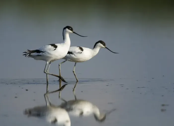 Framed Print : Avocet Recurvirostra avocetta feeding Titchwell RSPB Res Norfolk summer Framed Print : Avocet Recurvirostra avocetta feeding Titchwell RSPB Res Norfolk summer
