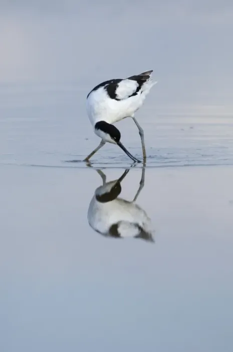 Framed Print : Avocet Recurvirostra avocetta feeding Titchwell RSPB Res Norfolk summer Framed Print : Avocet Recurvirostra avocetta feeding Titchwell RSPB Res Norfolk summer