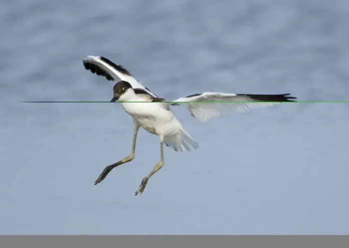 Framed Print : Avocet Recurvirostra avocetta juvenile landing Cley Norfolk August