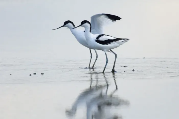 Framed Print : Avocet Recurvirostra avocetta pair Cley Norfolk August Framed Print : Avocet Recurvirostra avocetta pair Cley Norfolk August