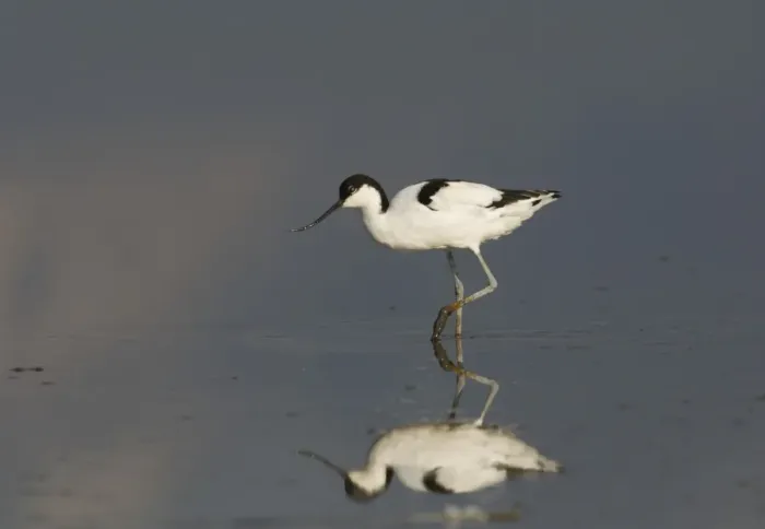 Framed Print : Avocet Recurvirostra avocetta Titchwell Norfolk August Framed Print : Avocet Recurvirostra avocetta Titchwell Norfolk August