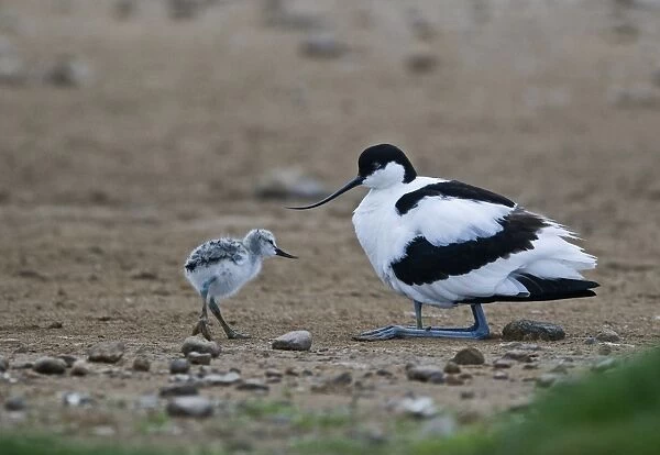 Avocet Recurvirostra avosetta brooding chick with another joining North Norfolk May