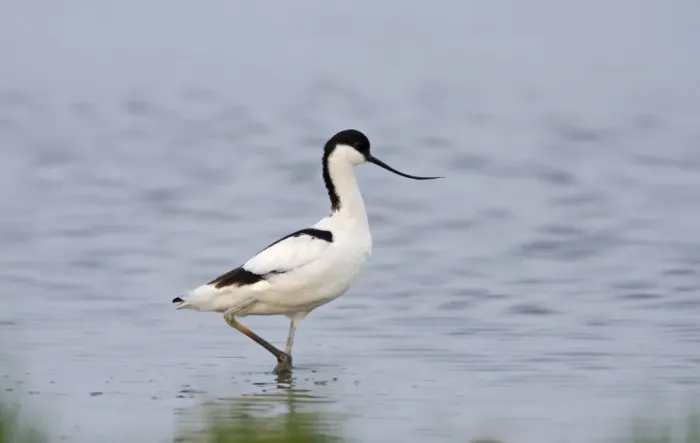 Framed Print : Avocet Recurvirostra avosetta Cley Norfolk Framed Print : Avocet Recurvirostra avosetta Cley Norfolk