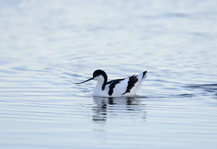 Framed Print : Avocet Recurvirostra avosetta Cley Norfolk Framed Print : Avocet Recurvirostra avosetta Cley Norfolk