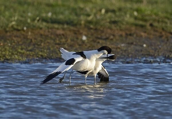 Avocet Recurvirostra avosetta in courtship and mating Cley Norfolk May