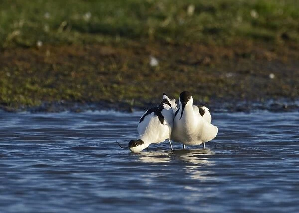 Avocet Recurvirostra avosetta in courtship and mating Cley Norfolk May