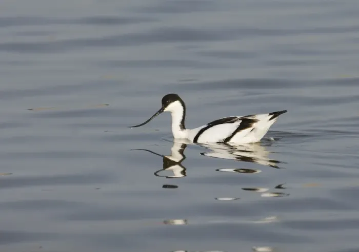 Framed Print : Avocet Recurvirostra avosetta feeding by swimming Titchwell RSPB Reserve March Framed Print : Avocet Recurvirostra avosetta feeding by swimming Titchwell RSPB Reserve March