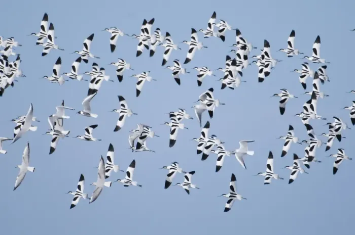 Framed Print : Avocet Recurvirostra avosetta flock at Cley North Norfolk late autumn Framed Print : Avocet Recurvirostra avosetta flock at Cley North Norfolk late autumn