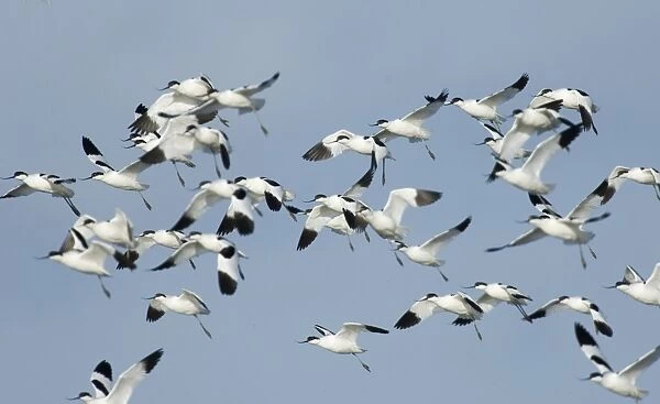 Avocet Recurvirostra avosetta flock Titchwell Norfolk winter
