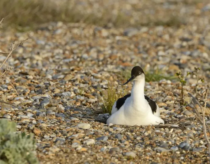 Framed Print : Avocet Recurvirostra avosetta incubating on nest Cley Norfolk May Framed Print : Avocet Recurvirostra avosetta incubating on nest Cley Norfolk May