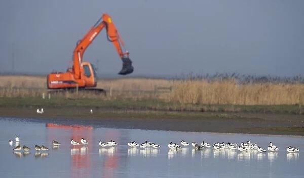 Avocets with excavator in background Cley NWY Reserve Norfolk winter