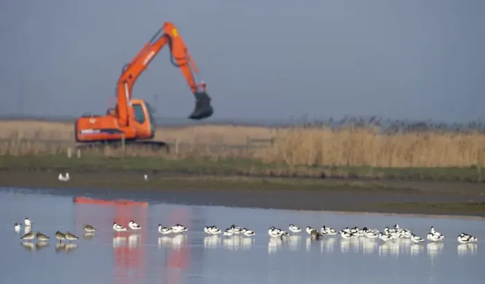 Framed Print : Avocets with excavator in background Cley NWY Reserve Norfolk winter Framed Print : Avocets with excavator in background Cley NWY Reserve Norfolk winter