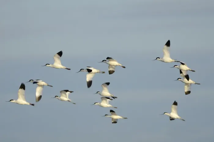Framed Print : Avocets Recurvirostra avosetta Cley Norfolk Framed Print : Avocets Recurvirostra avosetta Cley Norfolk