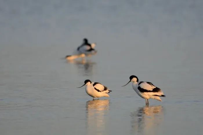 Framed Print : Avocets Recurvirostra avosetta Cley Norfolk Framed Print : Avocets Recurvirostra avosetta Cley Norfolk