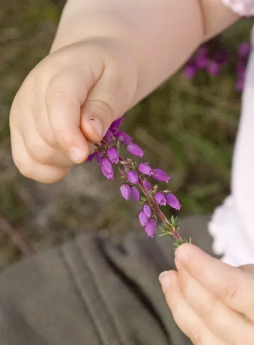 Framed Print : Baby clutching piece of flowering heather on heath North Norfolk summer Framed Print : Baby clutching piece of flowering heather on heath North Norfolk summer