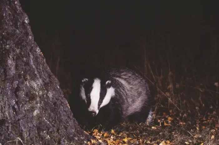 Framed Print : Badger, Meles meles, Scotland, October, young female Framed Print : Badger, Meles meles, Scotland, October, young female