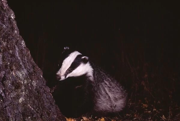 Badger, Meles meles, Scotland, October, young female
