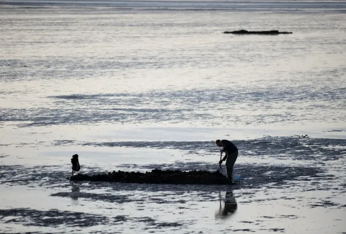 Framed Print : Bait digging on mudflats of The Wash off Snettisham Norfolk winter Framed Print : Bait digging on mudflats of The Wash off Snettisham Norfolk winter