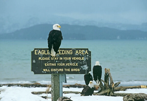 Bald Eagle at eagle feeding site on Homer spir Alaska winter