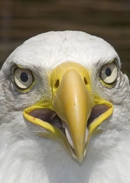 Bald Eagle Halaeetus eucocephalus close up of head
