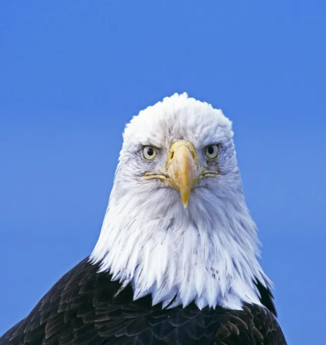 Framed Print : Bald Eagle, Haliaeetus leucocephalus, Kenai, Alaska, USA Framed Print : Bald Eagle, Haliaeetus leucocephalus, Kenai, Alaska, USA