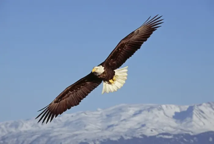 Framed Print : Bald Eagle, Haliaeetus leucocephalus, Homer, Alaska, winter Framed Print : Bald Eagle, Haliaeetus leucocephalus, Homer, Alaska, winter