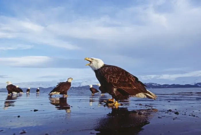 Framed Print : Bald Eagle, Haliaeetus leucocephalus, Homer, Alaska, winter Framed Print : Bald Eagle, Haliaeetus leucocephalus, Homer, Alaska, winter