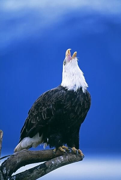 Bald Eagle, Haliaeetus leucocephalus calling, Alaska, USA
