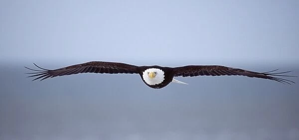 Bald Eagle, Haliaeetus leucocephalus, Homer, Alaska, winter