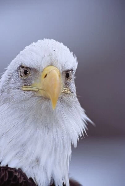 Bald Eagle, Haliaeetus leucocephalus, Homer, Alaska, winter