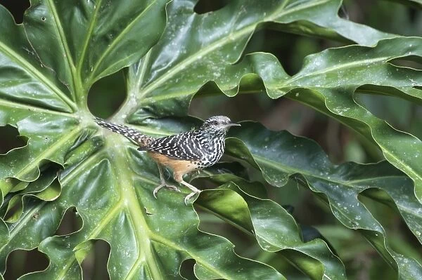 Banded-back Wren Campylorhynchus zonatus La Selva Costa Rica