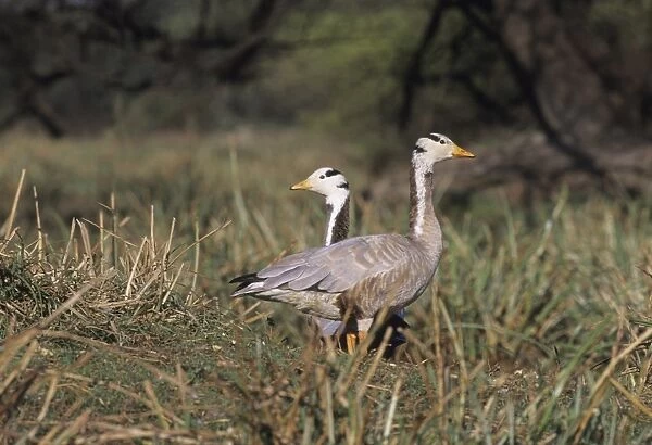 Bar-headed Geese Anser indicus Bharatpur NP India winter