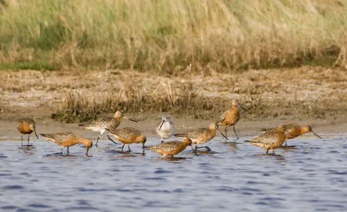 Framed Print : Bar-tailed Godwit Limosa lapponica in breeding plumage Salthouse Norfolk April Framed Print : Bar-tailed Godwit Limosa lapponica in breeding plumage Salthouse Norfolk April