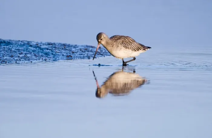Framed Print : Bar-tailed Godwit Limosa lapponica feeding in tidal creek Brancaster Staithe Norfolk
