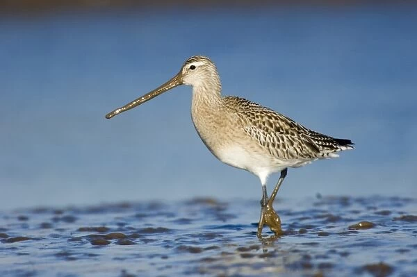 Bar-tailed Godwit Limosa lapponica feeding on todal mudflats North Norfolk January