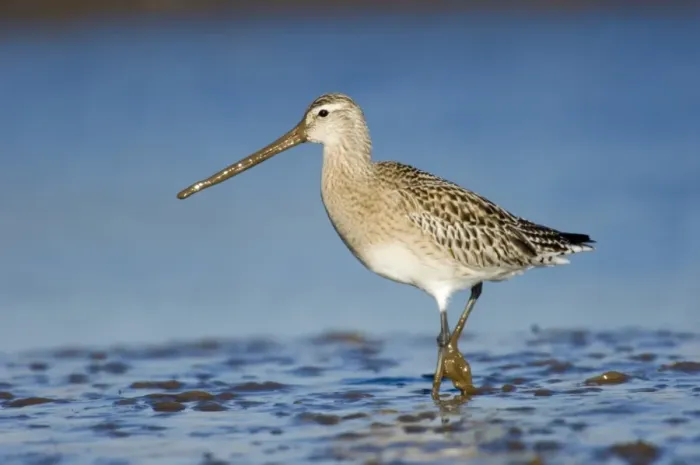 Framed Print : Bar-tailed Godwit Limosa lapponica feeding on todal mudflats North Norfolk January