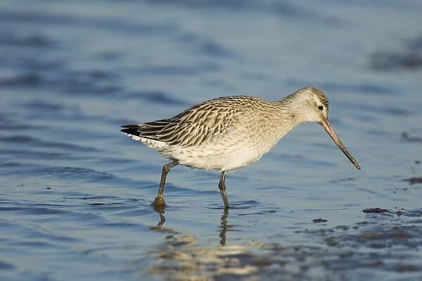 Bar-tailed Godwit Limosa lapponica in non breeding plumage North Norfolk winter