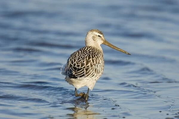 Bar-tailed Godwit Limosa lapponica in non breeding plumage North Norfolk winter