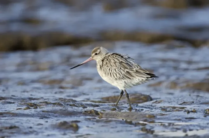 Framed Print : Bar-tailed Godwit (Limosa lapponica) Norfolk winter Framed Print : Bar-tailed Godwit (Limosa lapponica) Norfolk winter