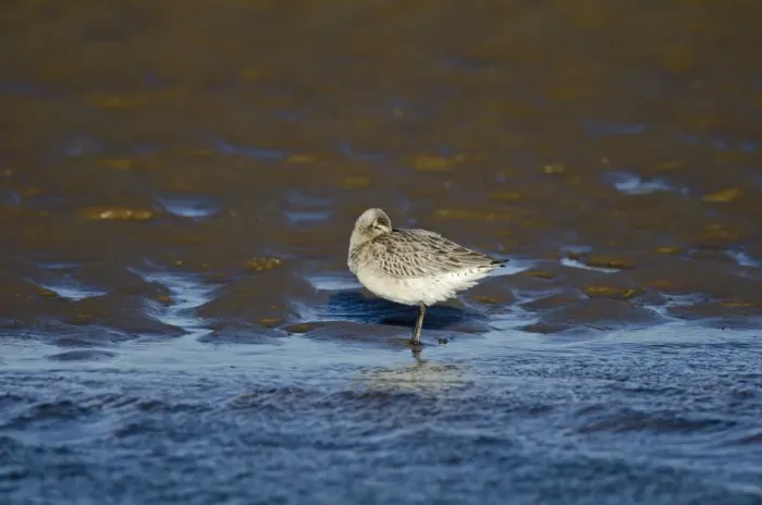 Framed Print : Bar-tailed Godwit (Limosa lapponica) Norfolk winter Framed Print : Bar-tailed Godwit (Limosa lapponica) Norfolk winter
