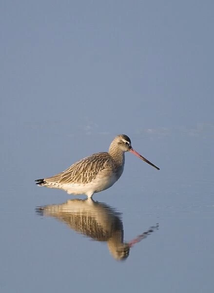 Bar-tailed Godwit Limosa lapponica in tidal creek Norfolk winter