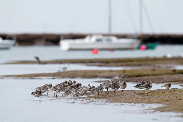 Bar-tailed Godwits Limosa lapponicus roosting at high tide Burnham Overy Staithe