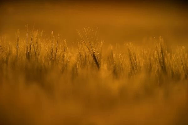 Barley in field at sunset Norfolk summer