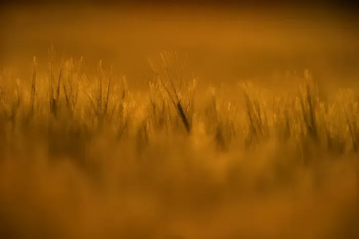 Framed Print : Barley in field at sunset Norfolk summer Framed Print : Barley in field at sunset Norfolk summer