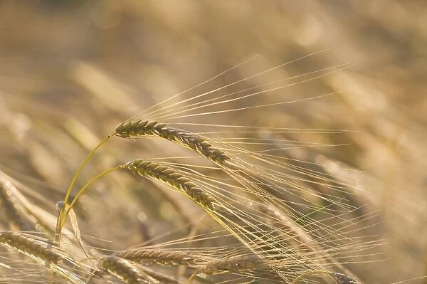 Barley ready for harvesting Norfolk July